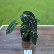Load image into Gallery viewer, #R27 Dark Anthurium NOID