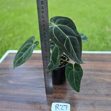 Load image into Gallery viewer, #R27 Dark Anthurium NOID