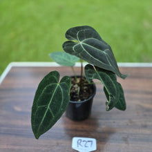 Load image into Gallery viewer, #R27 Dark Anthurium NOID