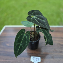 Load image into Gallery viewer, #R27 Dark Anthurium NOID