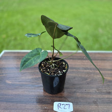 Load image into Gallery viewer, #R27 Dark Anthurium NOID