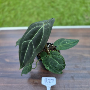 #R27 Dark Anthurium NOID