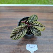 Load image into Gallery viewer, #R400 Labisia Sp.