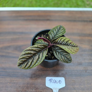 #R400 Labisia Sp.