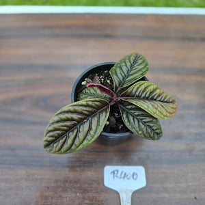#R400 Labisia Sp.