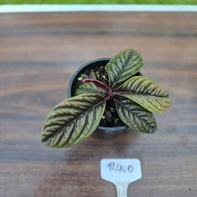 Load image into Gallery viewer, #R400 Labisia Sp.