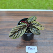 Load image into Gallery viewer, #R400 Labisia Sp.