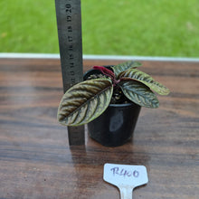 Load image into Gallery viewer, #R400 Labisia Sp.