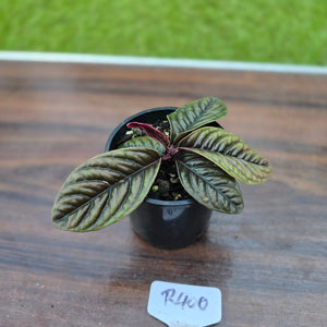 #R400 Labisia Sp.