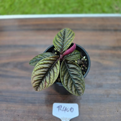 #R400 Labisia Sp.