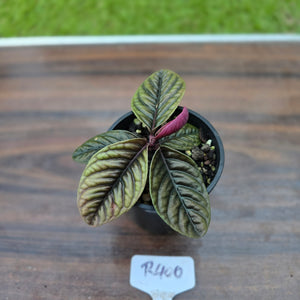 #R400 Labisia Sp.