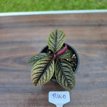 Load image into Gallery viewer, #R400 Labisia Sp.