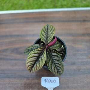 #R400 Labisia Sp.