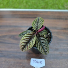 Load image into Gallery viewer, #R400 Labisia Sp.