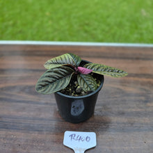 Load image into Gallery viewer, #R400 Labisia Sp.