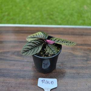 #R400 Labisia Sp.