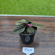 Load image into Gallery viewer, #R400 Labisia Sp.