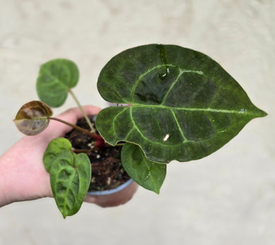#i118 Anthurium (Dressleri x Forgetii) x