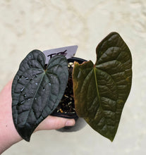 Load image into Gallery viewer, #D76 Anthurium Dark Complex x Luxurians
