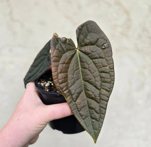 Load image into Gallery viewer, #D76 Anthurium Dark Complex x Luxurians