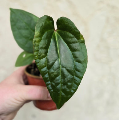 #R9 Anthurium Luxurians x