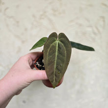 Load image into Gallery viewer, #D729 Two x Headed Anthurium Black Sensation x