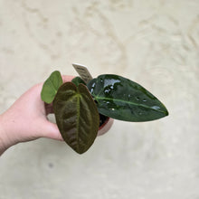 Load image into Gallery viewer, #D729 Two x Headed Anthurium Black Sensation x