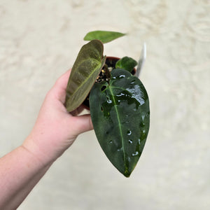 #D729 Two x Headed Anthurium Black Sensation x