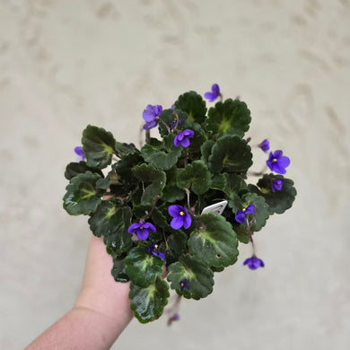 #D912 African Violet 'Dolly Dimples'