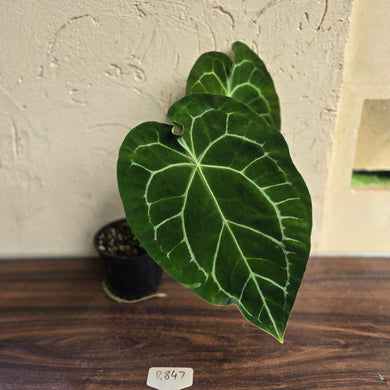 #R847 Large Anthurium Forgetii x Crystallinum