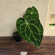 Load image into Gallery viewer, #R847 Large Anthurium Forgetii x Crystallinum