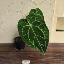 Load image into Gallery viewer, #R847 Large Anthurium Forgetii x Crystallinum