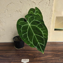 Load image into Gallery viewer, #R847 Large Anthurium Forgetii x Crystallinum