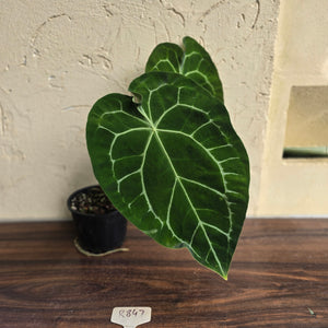 #R847 Large Anthurium Forgetii x Crystallinum