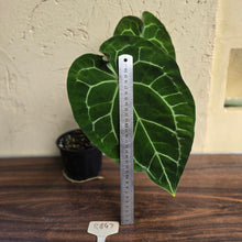 Load image into Gallery viewer, #R847 Large Anthurium Forgetii x Crystallinum