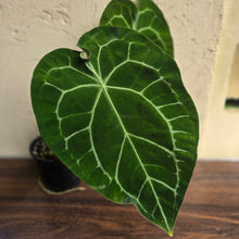 Load image into Gallery viewer, #R847 Large Anthurium Forgetii x Crystallinum