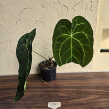 Load image into Gallery viewer, #R847 Large Anthurium Forgetii x Crystallinum