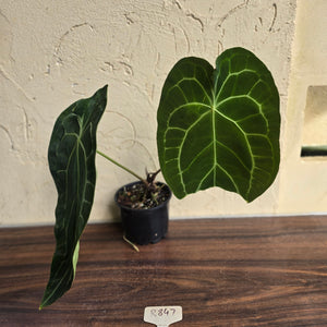 #R847 Large Anthurium Forgetii x Crystallinum