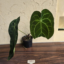 Load image into Gallery viewer, #R847 Large Anthurium Forgetii x Crystallinum