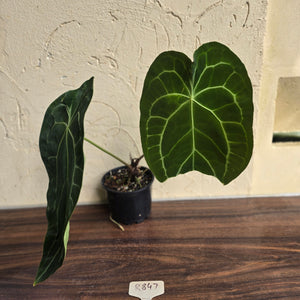 #R847 Large Anthurium Forgetii x Crystallinum