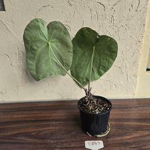 Load image into Gallery viewer, #R847 Large Anthurium Forgetii x Crystallinum