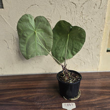 Load image into Gallery viewer, #R847 Large Anthurium Forgetii x Crystallinum