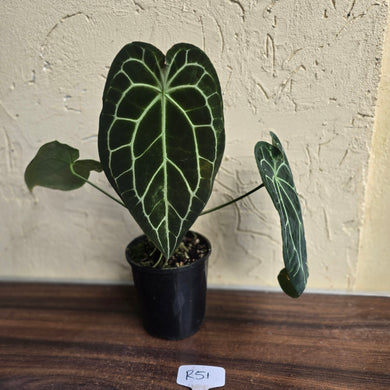 #R51 Large, Dark Anthurium Forgetii x Crystallinum