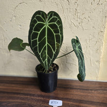 Load image into Gallery viewer, #R51 Large, Dark Anthurium Forgetii x Crystallinum