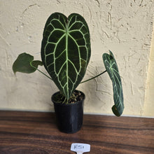 Load image into Gallery viewer, #R51 Large, Dark Anthurium Forgetii x Crystallinum