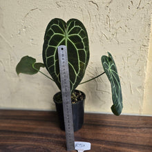 Load image into Gallery viewer, #R51 Large, Dark Anthurium Forgetii x Crystallinum
