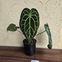 Load image into Gallery viewer, #R51 Large, Dark Anthurium Forgetii x Crystallinum