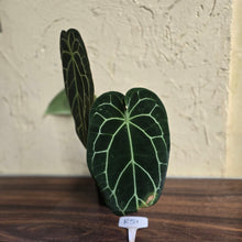 Load image into Gallery viewer, #R51 Large, Dark Anthurium Forgetii x Crystallinum