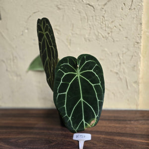 #R51 Large, Dark Anthurium Forgetii x Crystallinum