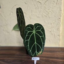 Load image into Gallery viewer, #R51 Large, Dark Anthurium Forgetii x Crystallinum